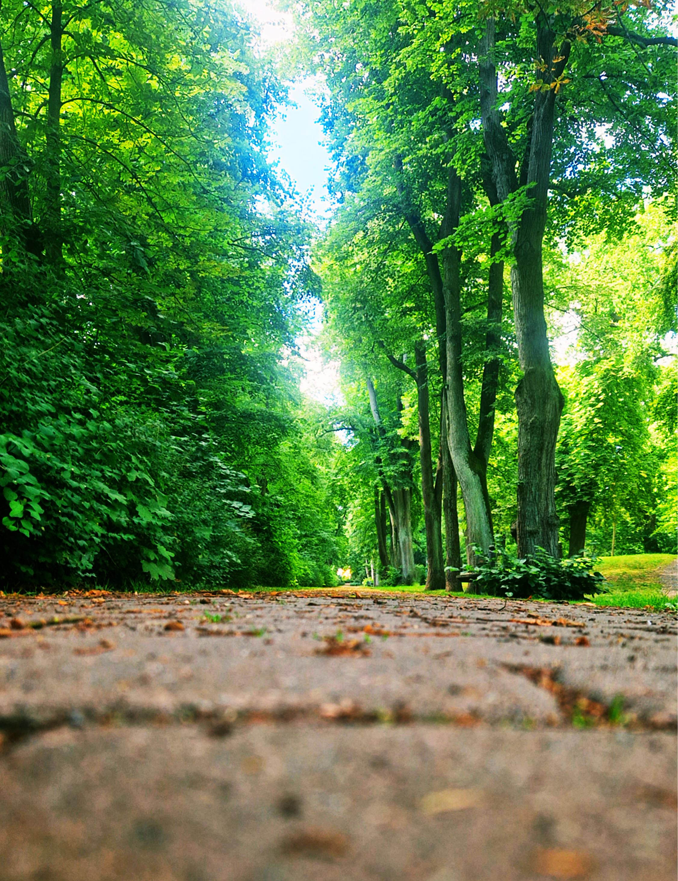 Bild des Parks Blumenwall in Rinteln