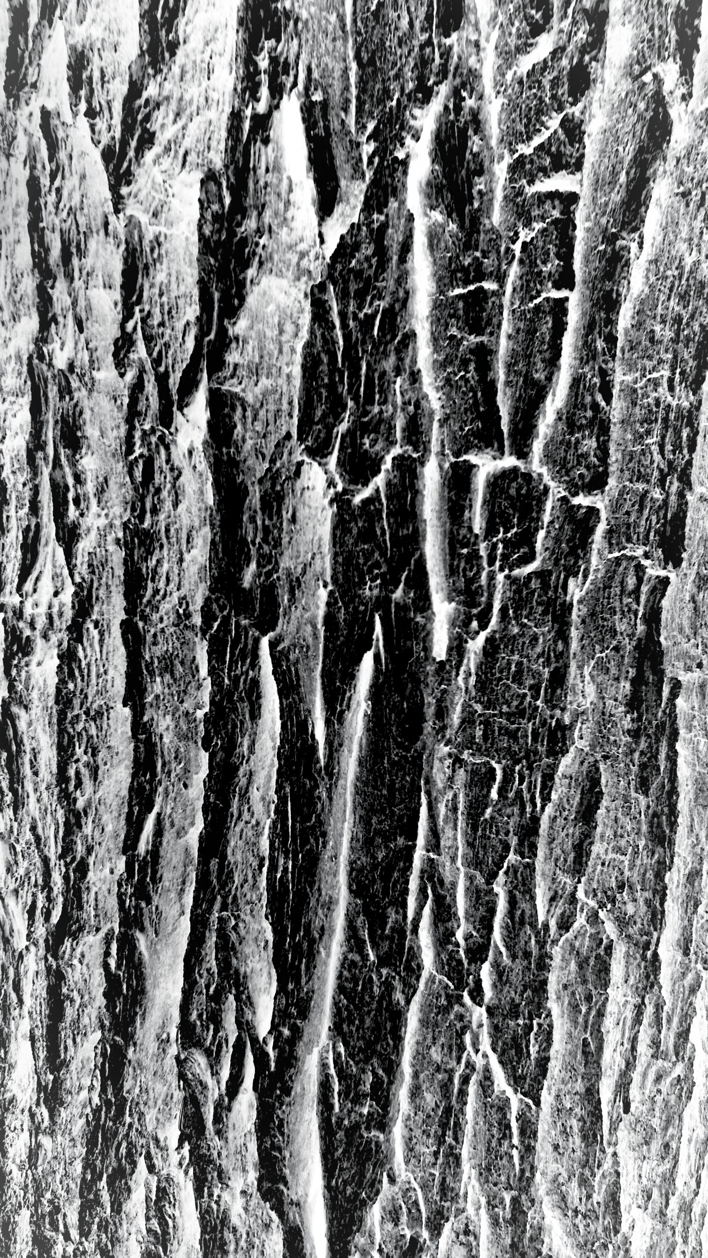 schwarz/weiß Nahaufnahme von einem Baum/Rinde