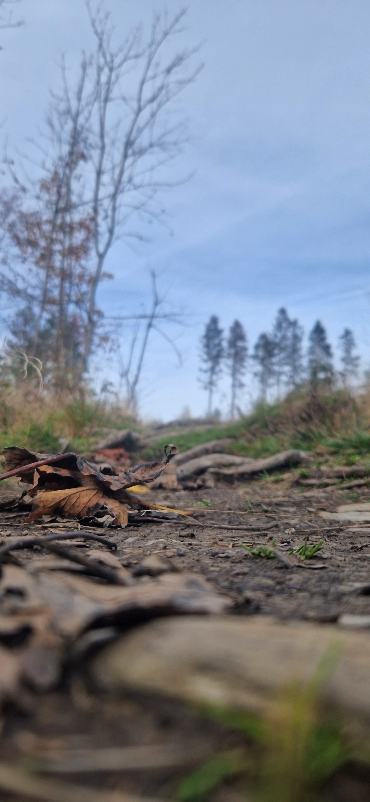 Foto eines Wanderwegs mit Herbstblättern und Wurzeln