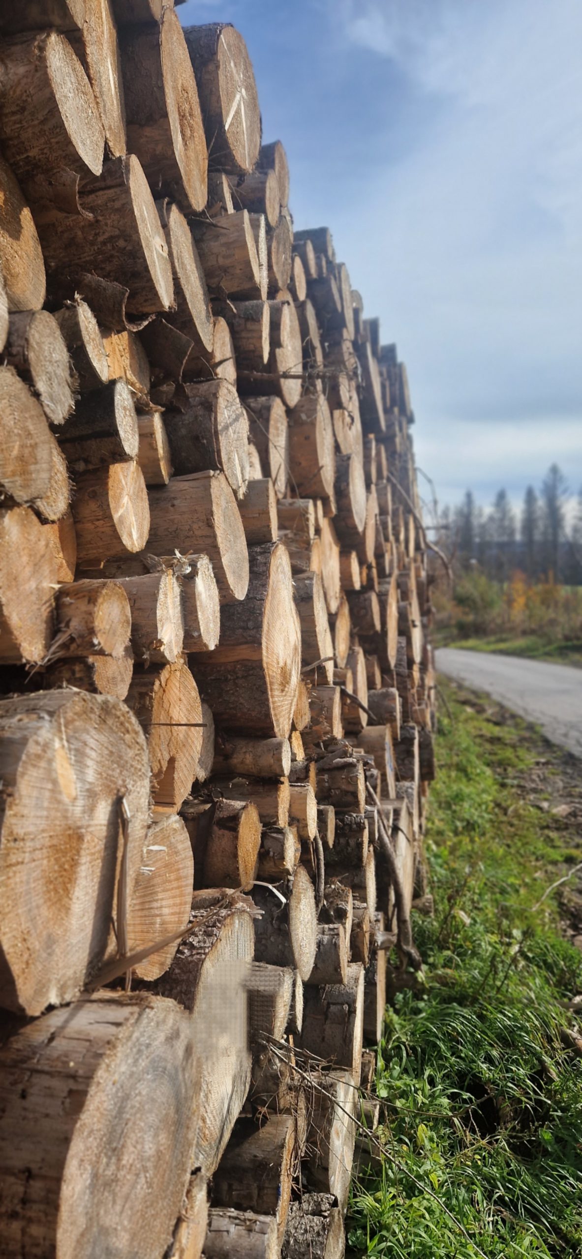 Foto eines aufgestapelten Haufens Holzstämme