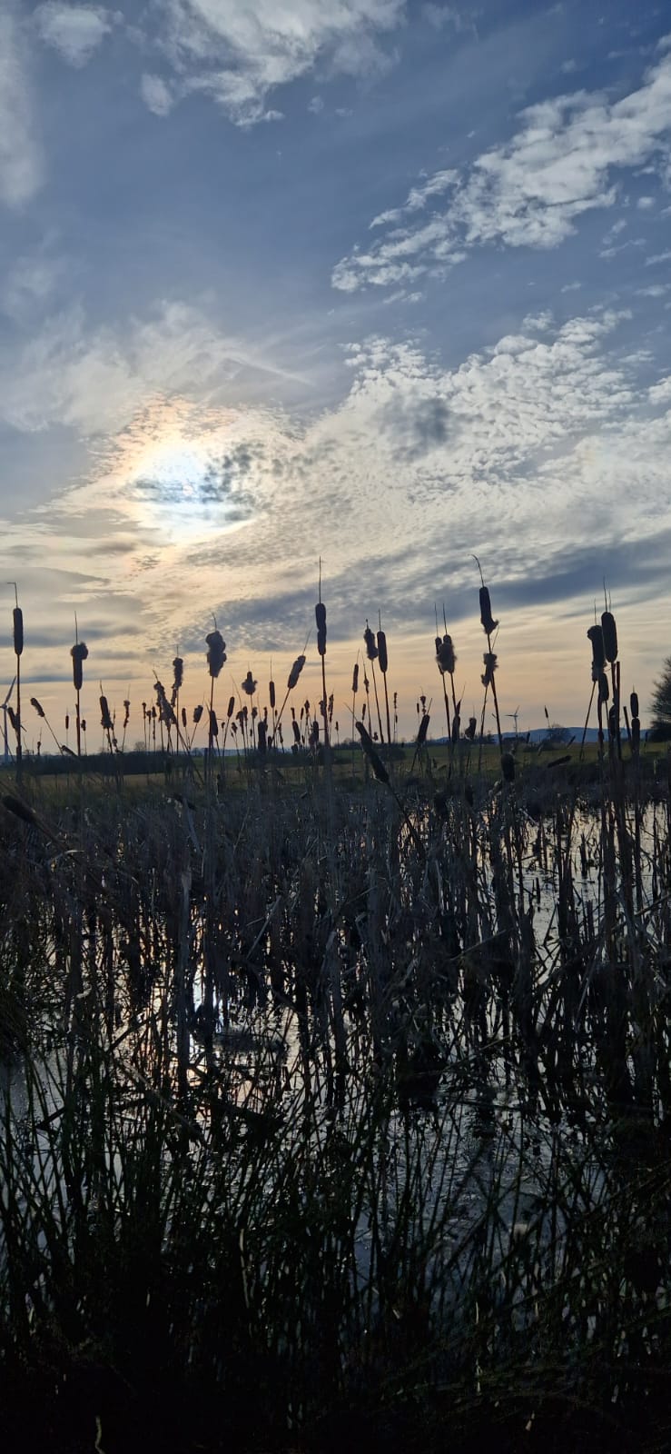 Foto von Schilf vor einem Gewässer
