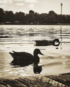 Enten auf dem Maschsee in schwarz und weiß