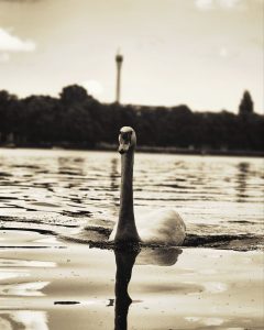 Schwan auf dem Maschsee Hannover