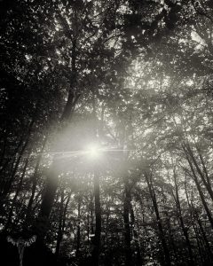Schwarz/Weiß Foto der Sonne durch die Baumkronen im Wald