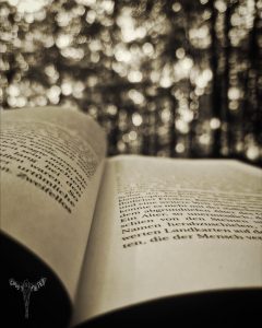 Buch im Wald