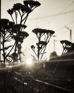 Schwarz/Weiß Foto einiger Blumen am Bahnsteig mit dem Sonnenaufgang im Hintergrund
