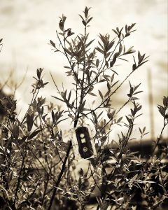 Kassete im Baum