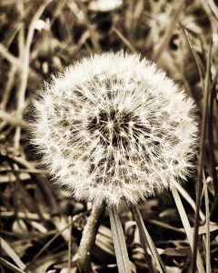 Pusteblume in schwarz und weiß