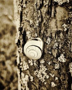 Schwarz/Weiß Foto einer Schnecke, die am Baum hochklettert