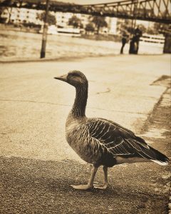 Ente am Main-Ufer