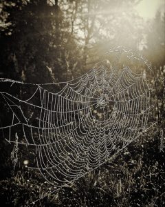 Spinnenweben in schwarz und weiß