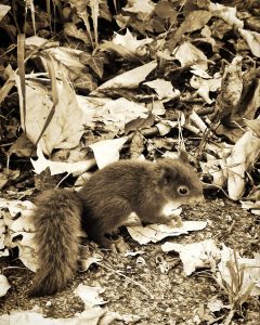 Eichhörnchen in schwarz und weiß