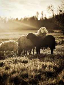 Schwarz/Weiß Foto einer kleinen Schafherde mit einem schwarzen und einem weißen Schaf