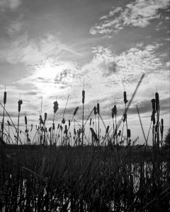 Schwarz/Weiß Foto von Schilf und der Sonne beim Spaziergang