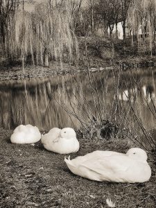 Schwarz/Weiß Foto von 3 weißen Enten