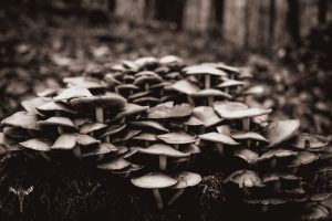 Schwarz/Weiß Foto einer großen Gruppe von Pilzen im Wald
