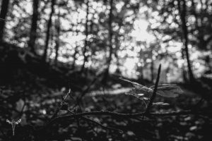 Schwarz/Weiß Foto eines Weges im Wald