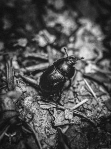 Schwarz/Weiß Foto eines Käfers am Waldboden